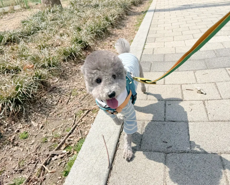 강남 애견유치원 스타몽, 사회성·훈련 종일반 경험 후기 — 사진 2
