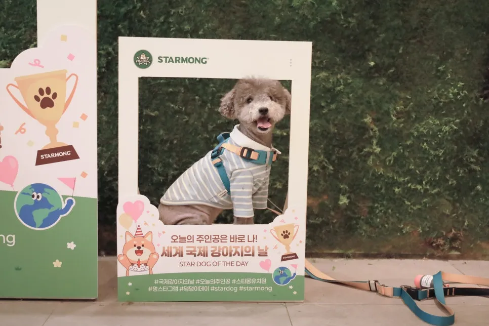 강남 애견유치원 스타몽, 사회성·훈련 종일반 경험 후기 — 사진 3