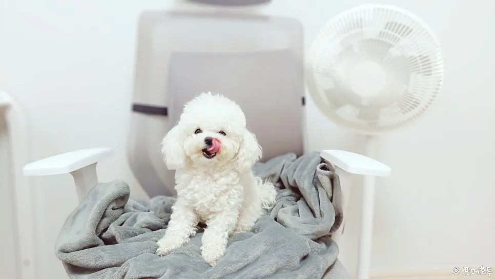 강아지 중성화 수술, 비용부터 시기까지 완벽 가이드 — 사진 2