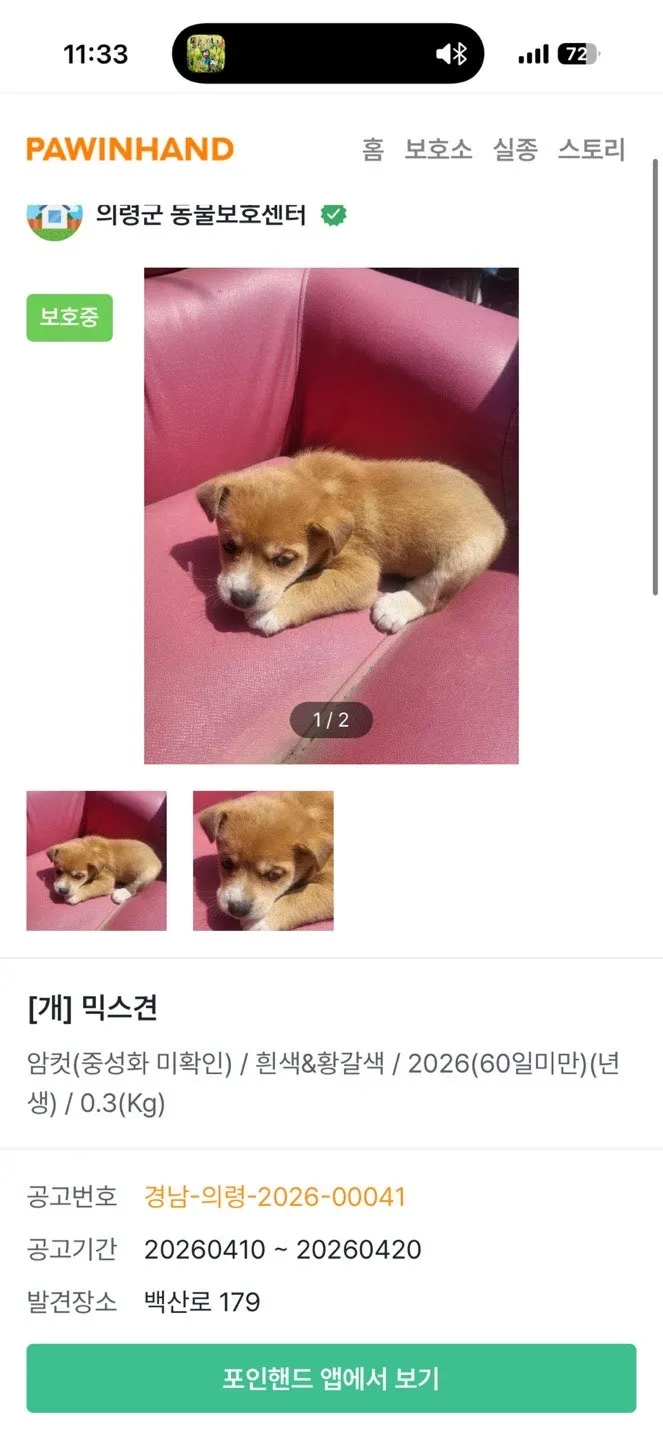 의령 유기견 입양 후기: 감자, 새 가족 맞이 여정