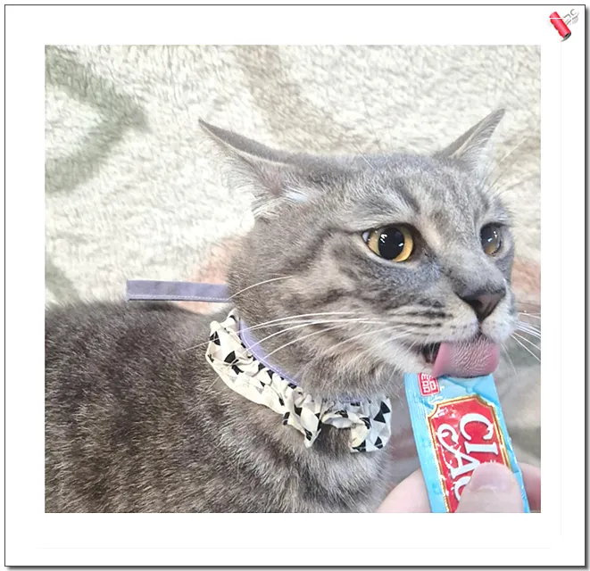 부산 고양이 입양, 아이조아보호소에서 만난 새 가족 후기 — 사진 4