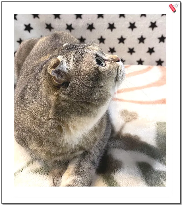 부산 고양이 입양, 아이조아보호소에서 만난 새 가족 후기 — 사진 6