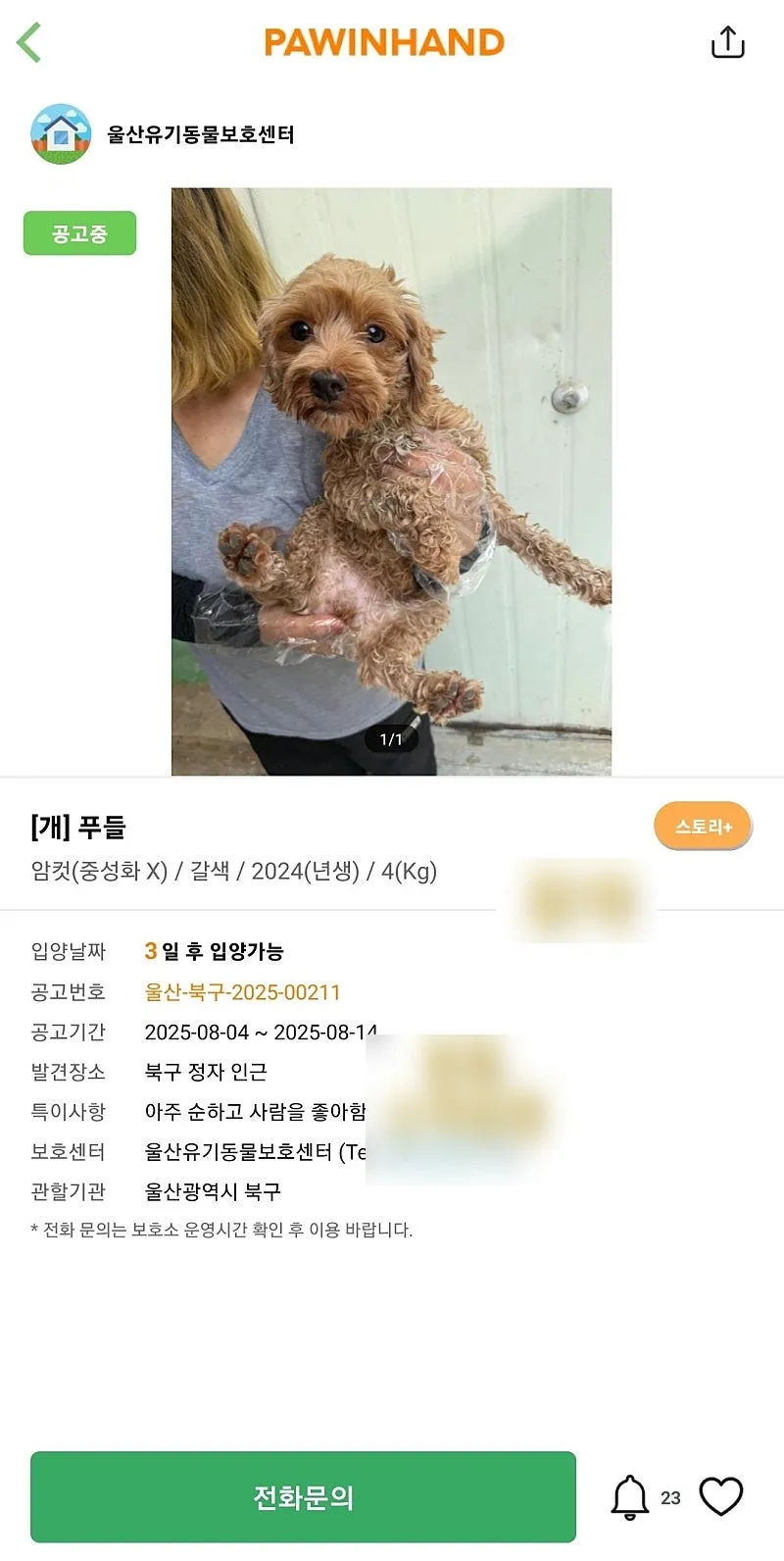 포인핸드 푸들 입양 후기: 새 가족 맞이 여정 — 사진 2