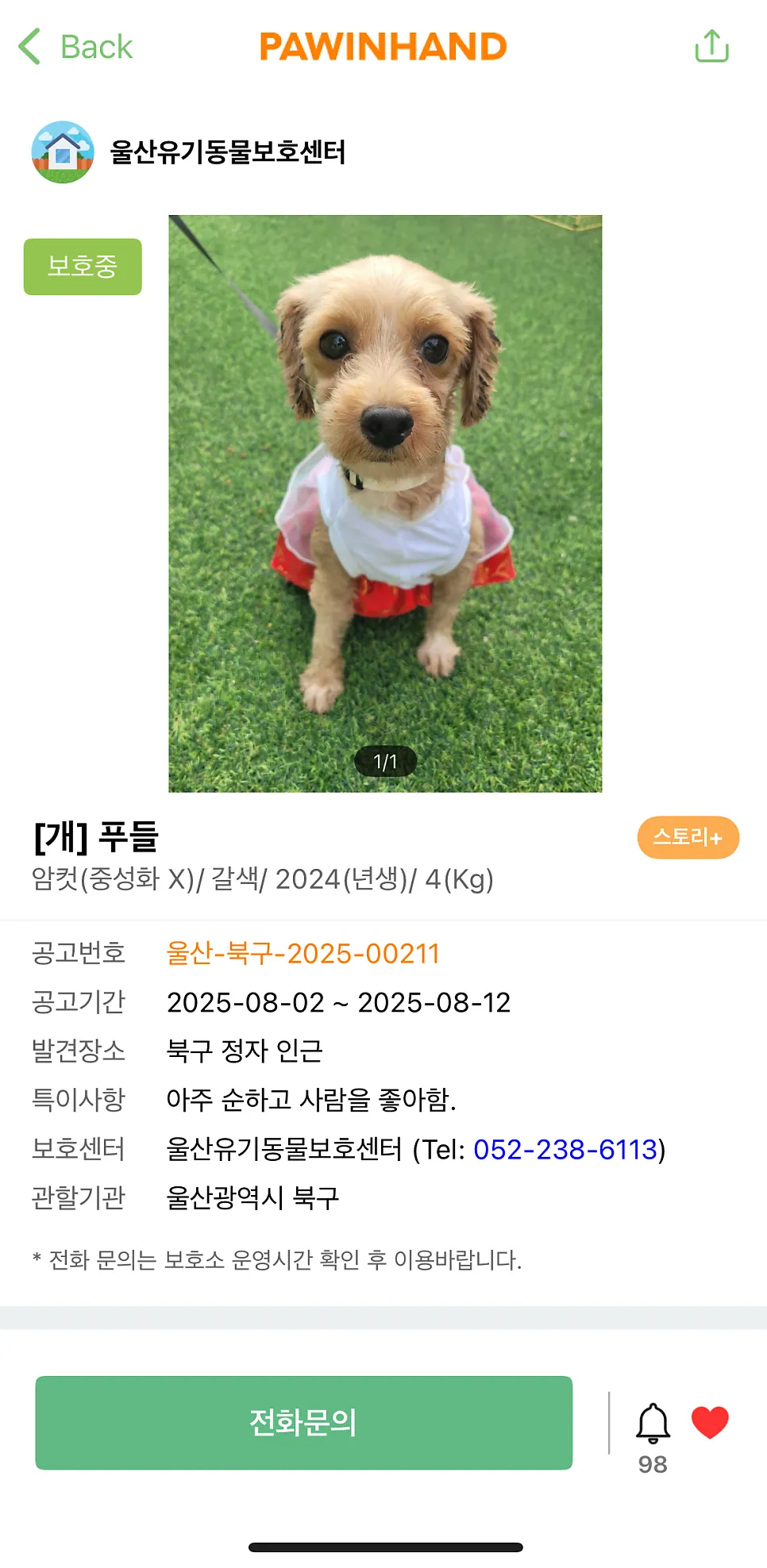 포인핸드 푸들 입양 후기: 새 가족 맞이 여정 — 사진 3