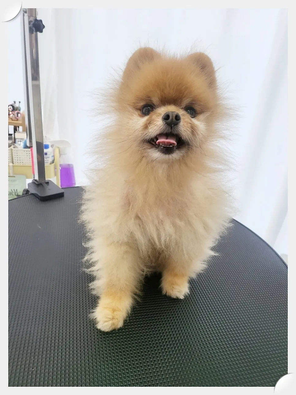 포메라니안 곰돌이컷 미용 & 호텔 후기 (강남) — 사진 6