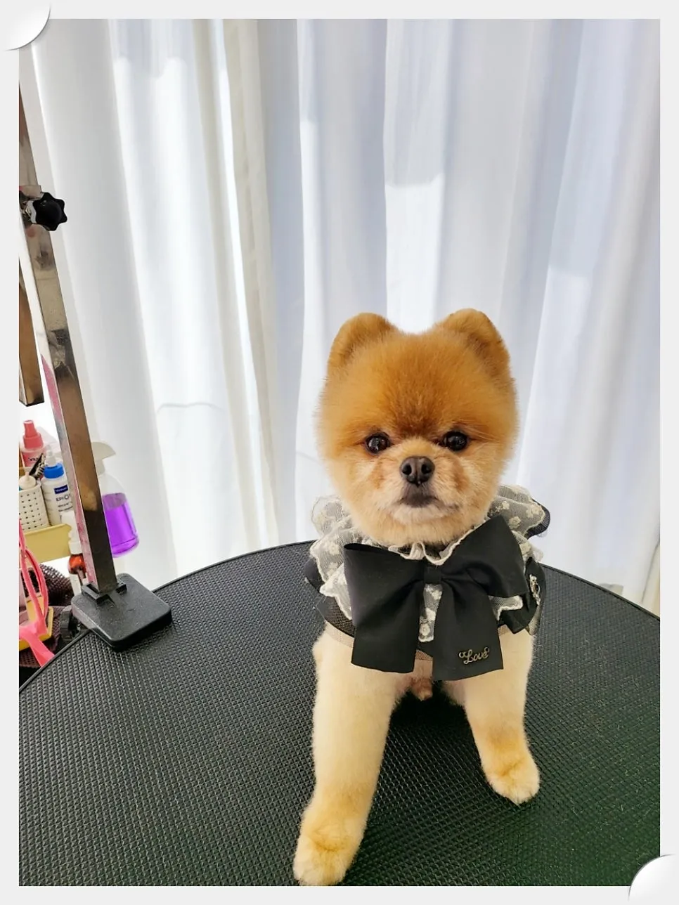 포메라니안 곰돌이컷 미용 & 호텔 후기 (강남) — 사진 7