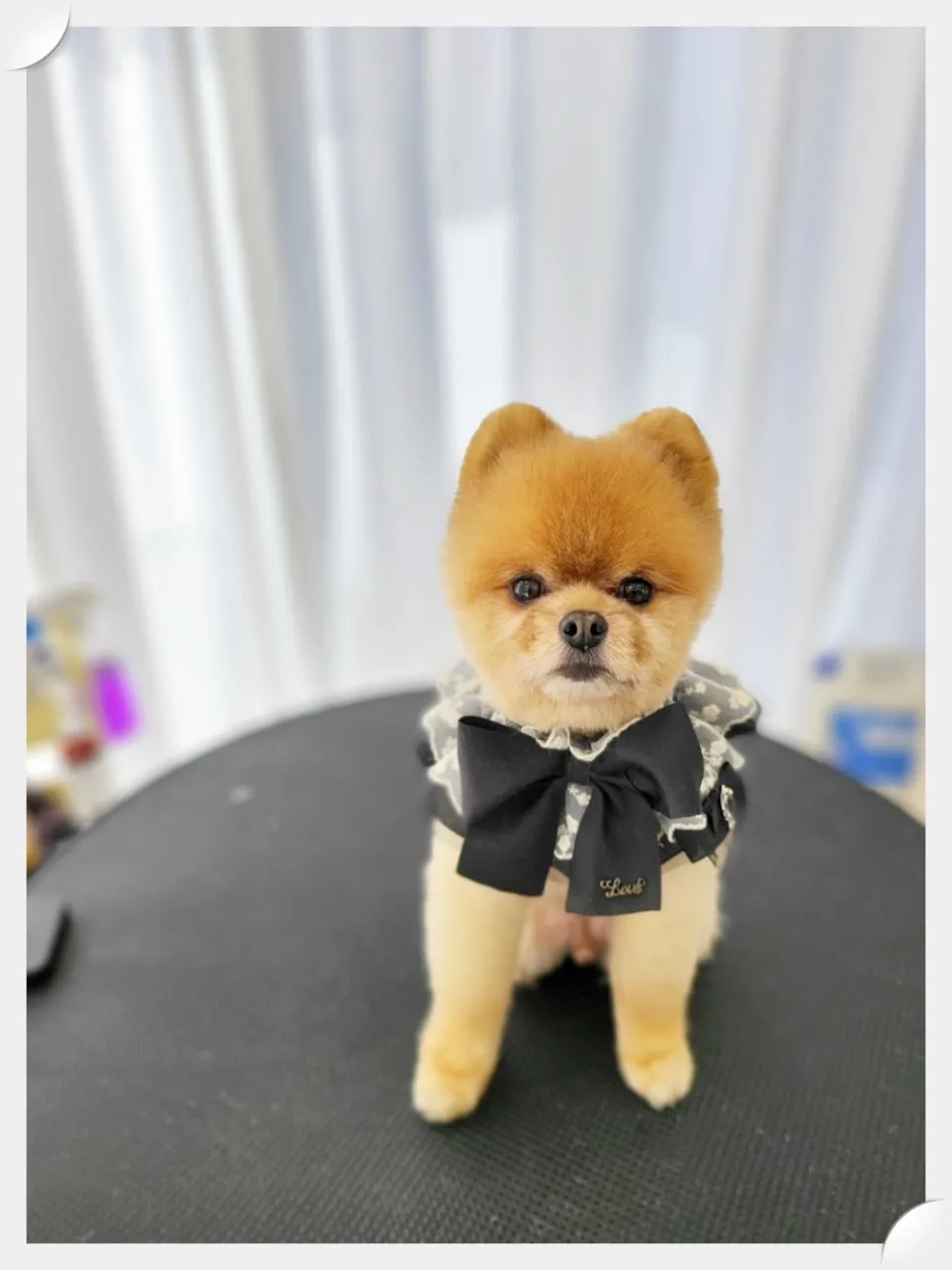 포메라니안 곰돌이컷 미용 & 호텔 후기 (강남) — 사진 8