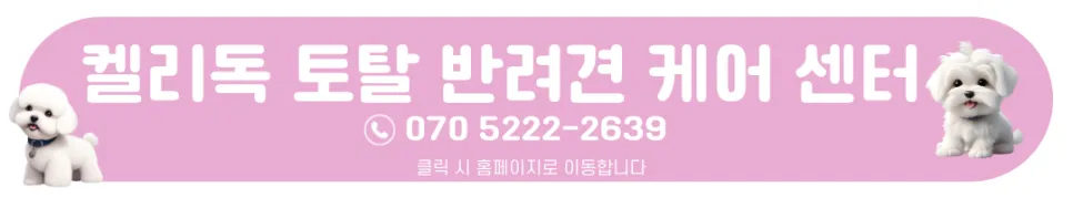 포메라니안 곰돌이컷 미용 & 호텔 후기 (강남) — 사진 10
