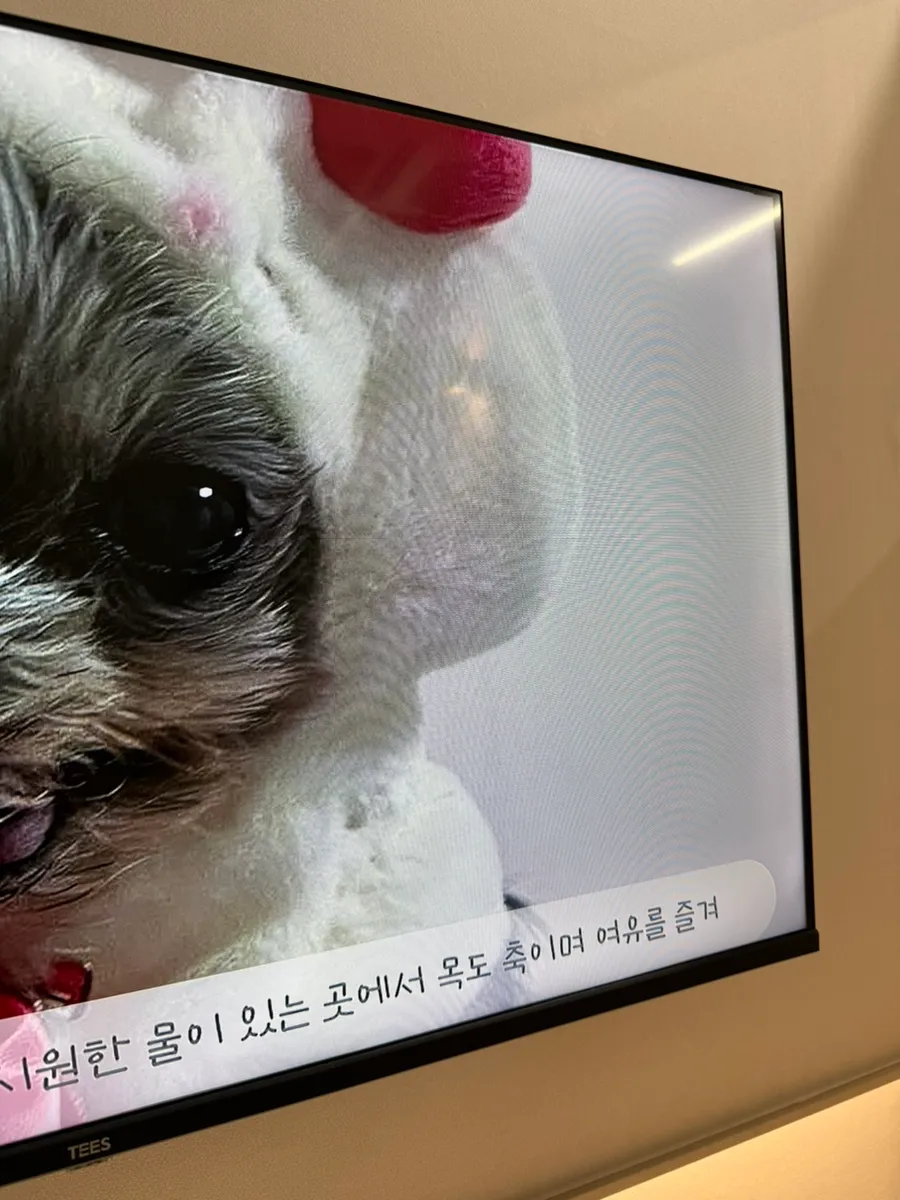 펫브릿지 안산점 강아지 장례 후기: 정성스러운 마지막 배웅 — 사진 2
