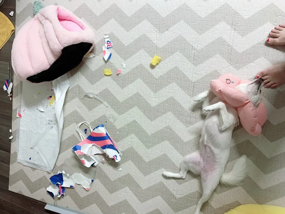 강아지 중성화 수술 비용, 이유, 장단점 및 후기 총정리 — 사진 9