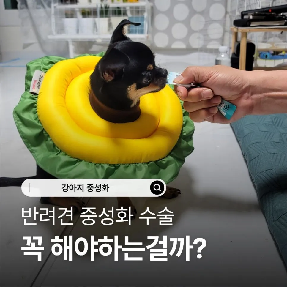 강아지 중성화 수술 시기, 비용, 회복 과정 완벽 가이드