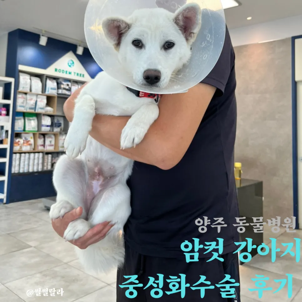 진도믹스 중성화 수술 비용, 시기, 회복 과정 완벽 가이드 — 사진 3