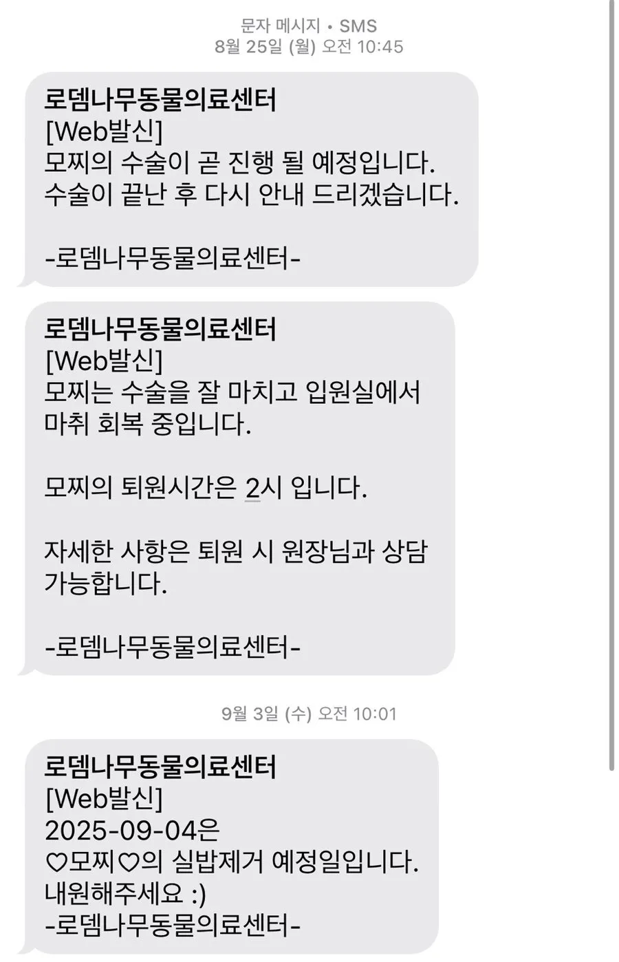 진도믹스 중성화 수술 비용, 시기, 회복 과정 완벽 가이드 — 사진 7