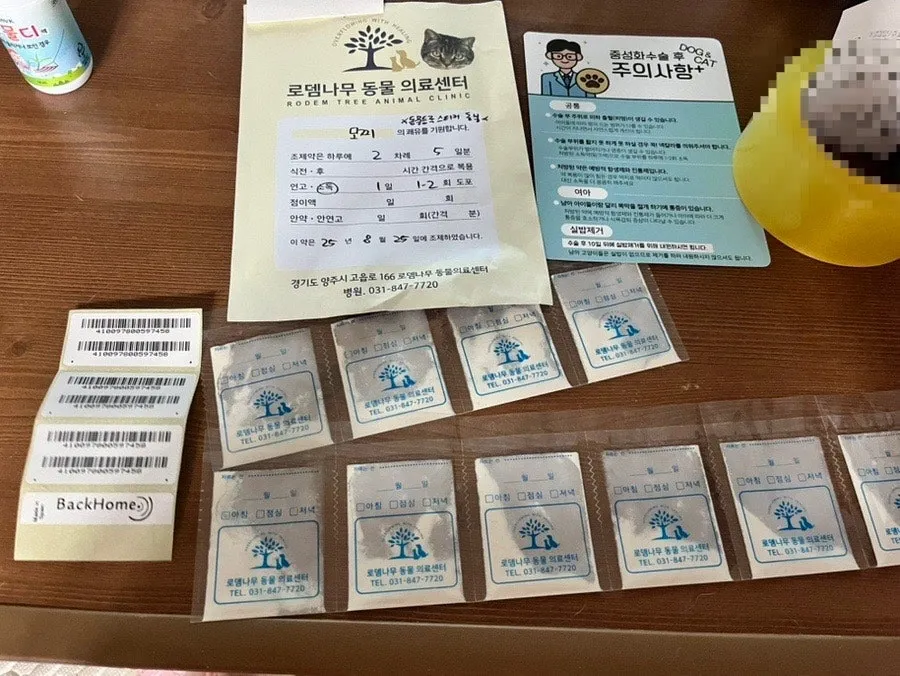 진도믹스 중성화 수술 비용, 시기, 회복 과정 완벽 가이드 — 사진 8
