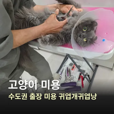 일산 아메리칸컬 고양이 무마취 출장미용 비용 및 후기 — 사진 3