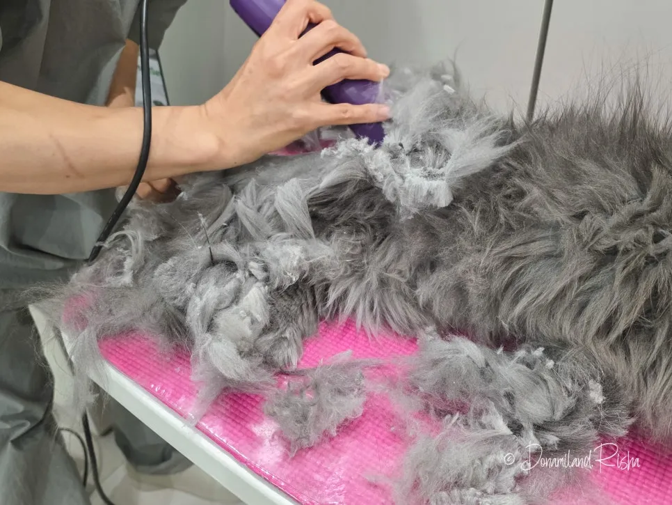 일산 아메리칸컬 고양이 무마취 출장미용 비용 및 후기 — 사진 5