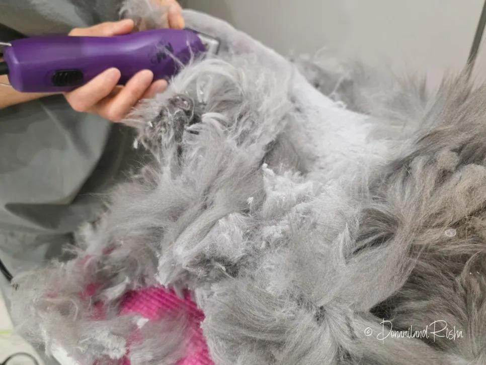일산 아메리칸컬 고양이 무마취 출장미용 비용 및 후기 — 사진 7