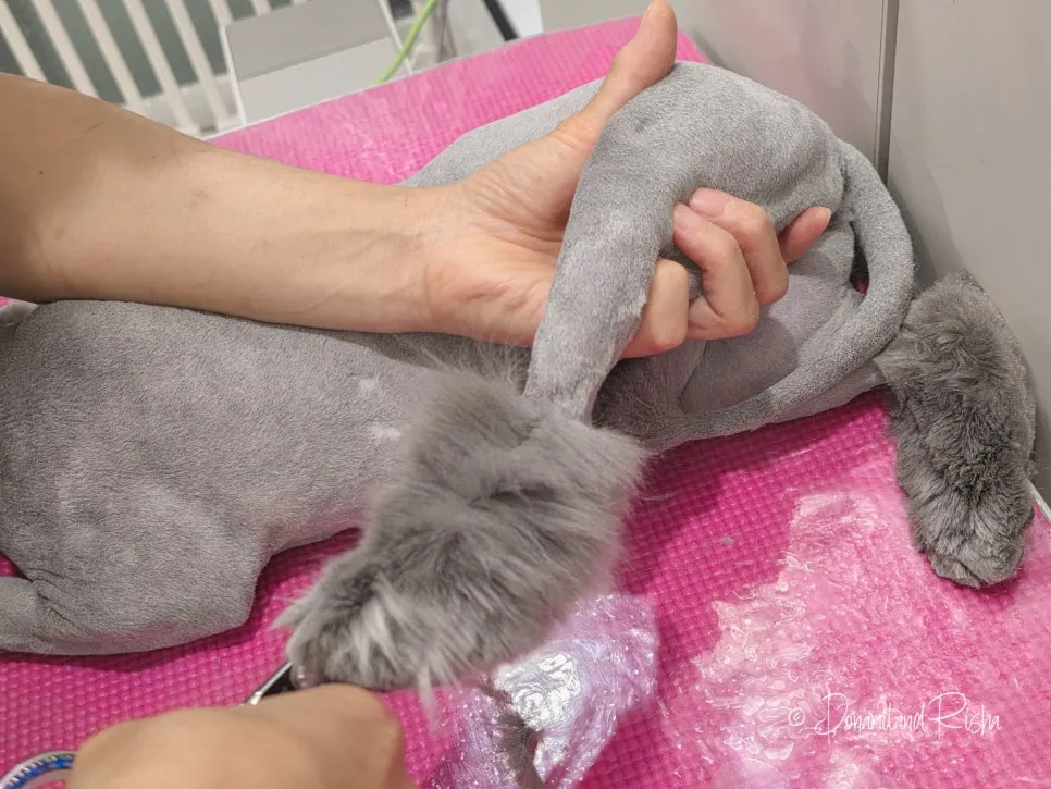 일산 아메리칸컬 고양이 무마취 출장미용 비용 및 후기 — 사진 11