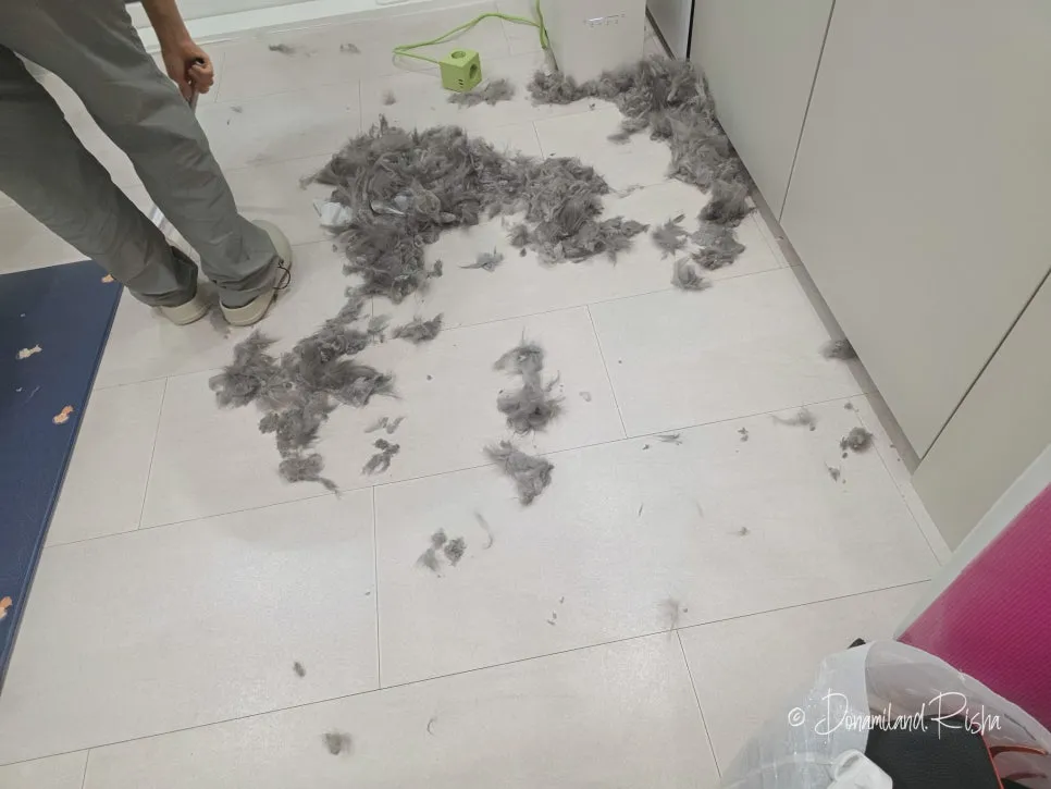 일산 아메리칸컬 고양이 무마취 출장미용 비용 및 후기 — 사진 14