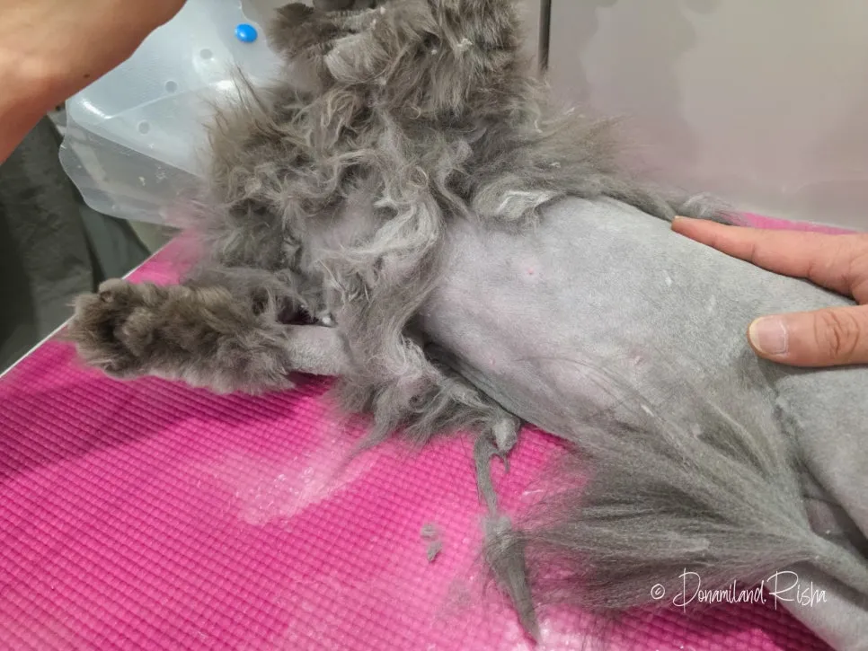 일산 아메리칸컬 고양이 무마취 출장미용 비용 및 후기 — 사진 15
