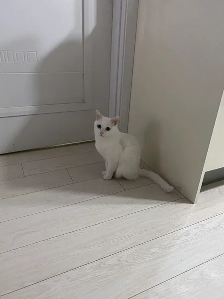 주안 고양이 치주염 치료: 모모동물의료센터 레오 사례 — 사진 2