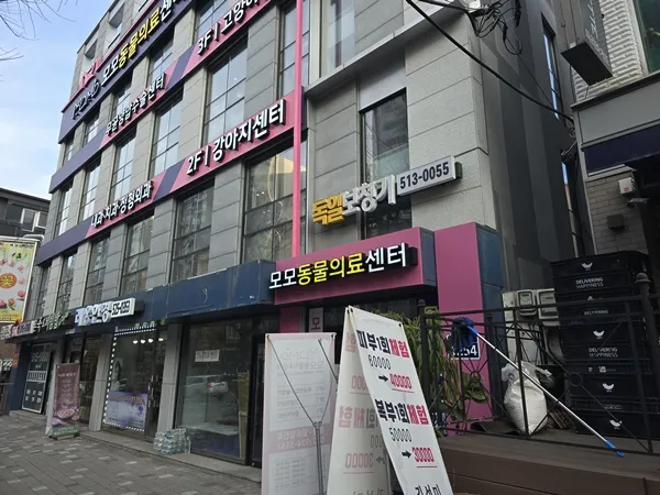 주안 고양이 치주염 치료: 모모동물의료센터 레오 사례 — 사진 3