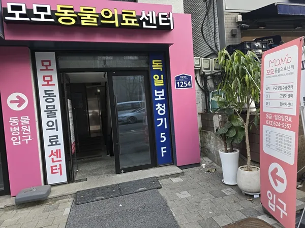 주안 고양이 치주염 치료: 모모동물의료센터 레오 사례 — 사진 17