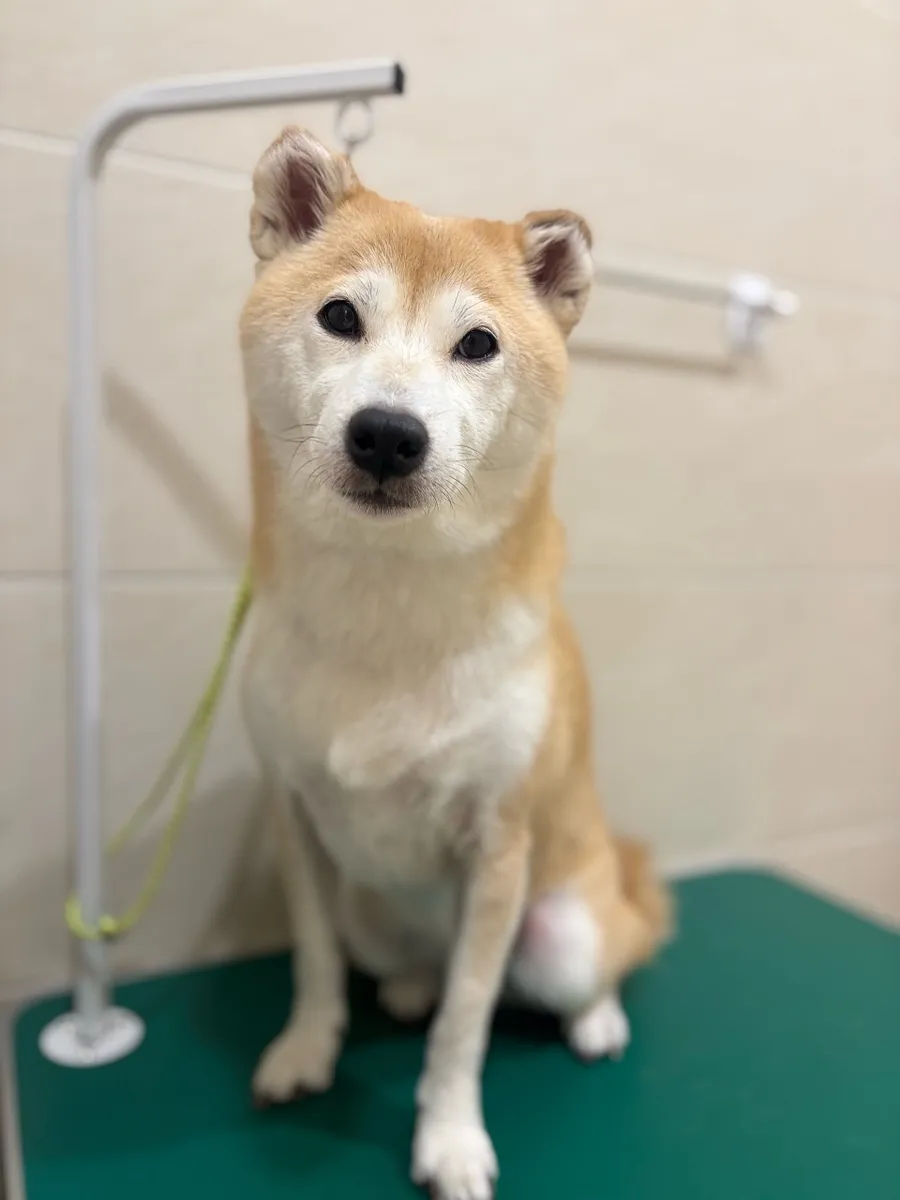 강아지 유치원 창업, 멍프리스쿨 3시간 상담 후기 — 사진 14