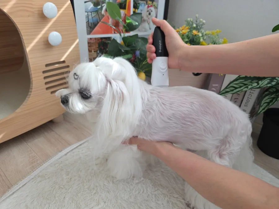 강아지 미니 바리깡 추천: 저소음 셀프 미용 성공 후기 — 사진 2