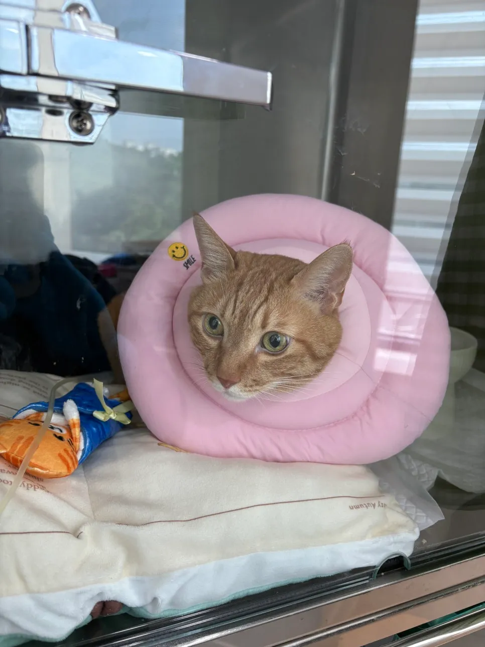 오산 고양이 중성화 수술, 고양이 친화병원 선택 가이드 — 사진 10