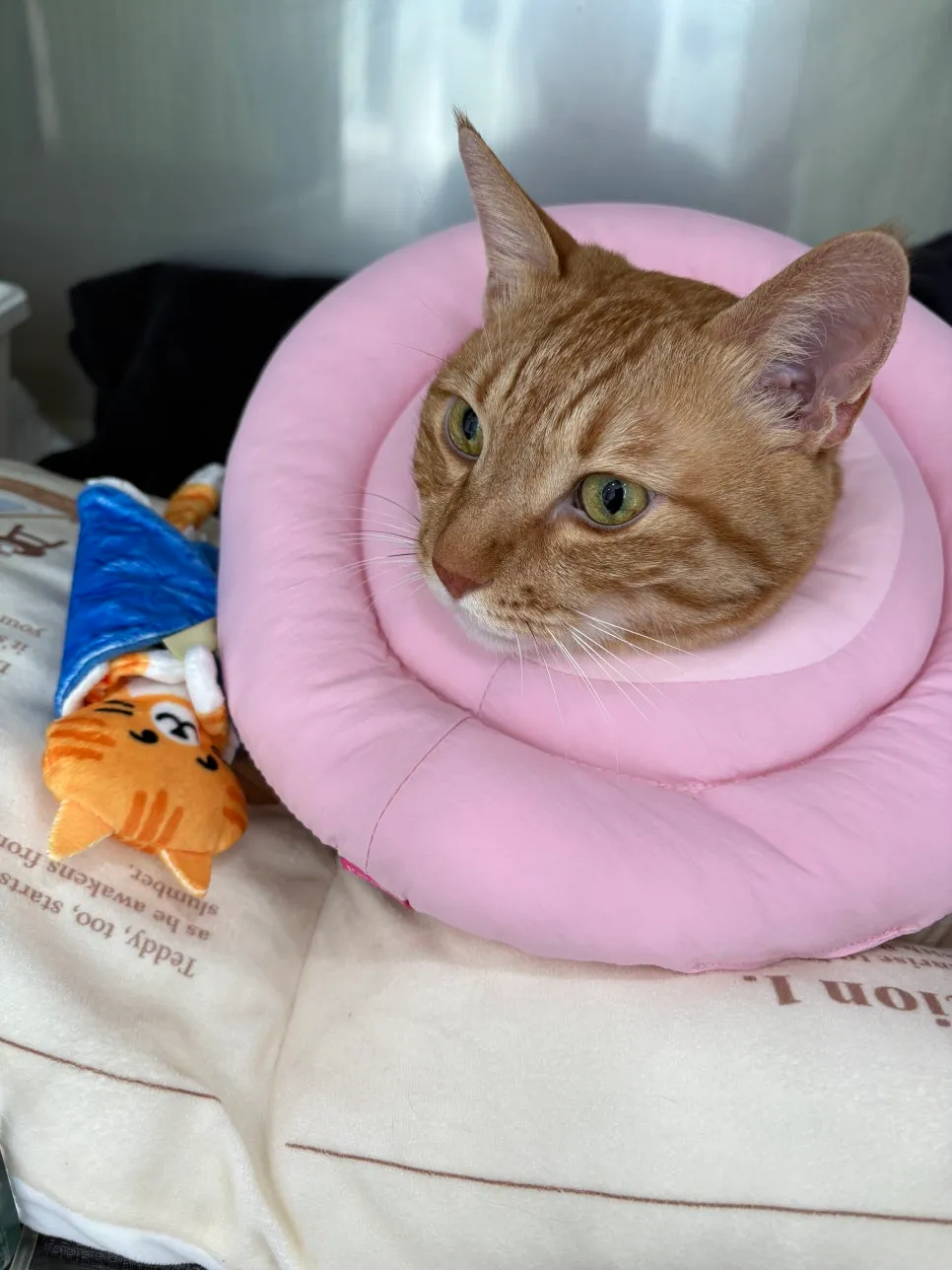 오산 고양이 중성화 수술, 고양이 친화병원 선택 가이드 — 사진 11