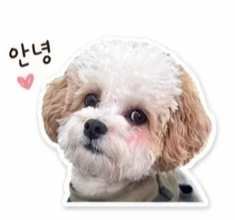말티푸 산책 교육: 서대문 내품에센터 참여 후기