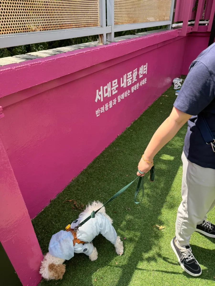 말티푸 산책 교육: 서대문 내품에센터 참여 후기 — 사진 5