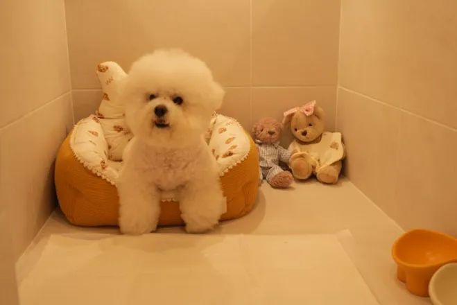 부산 중소형견 애견호텔 맘바이, 안심 호텔링 후기 — 사진 4
