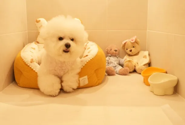 부산 중소형견 애견호텔 맘바이, 안심 호텔링 후기 — 사진 5