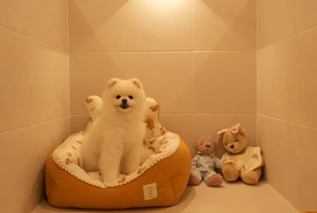 부산 중소형견 애견호텔 맘바이, 안심 호텔링 후기 — 사진 6