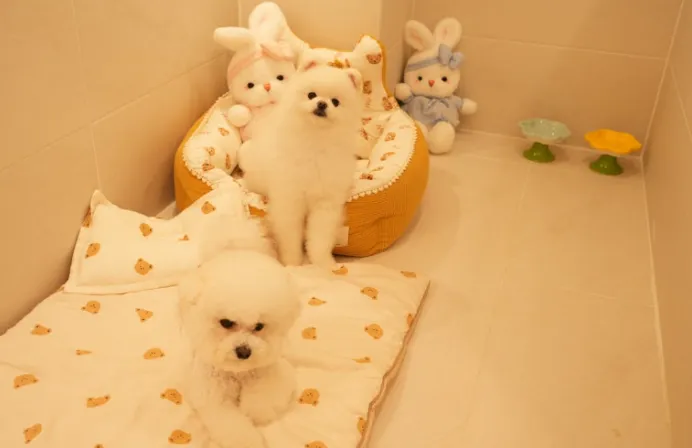 부산 중소형견 애견호텔 맘바이, 안심 호텔링 후기 — 사진 7