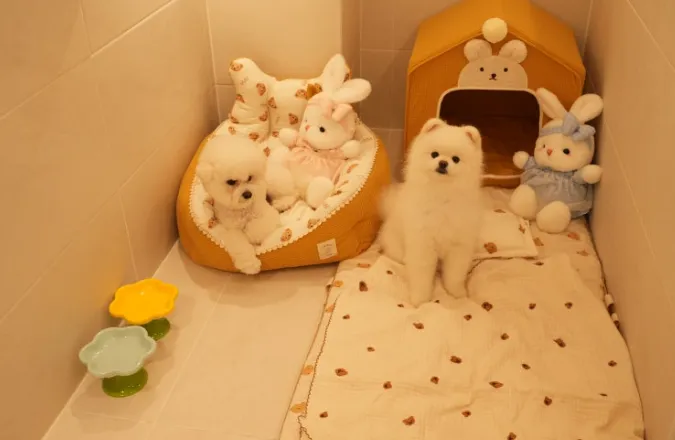 부산 중소형견 애견호텔 맘바이, 안심 호텔링 후기 — 사진 8