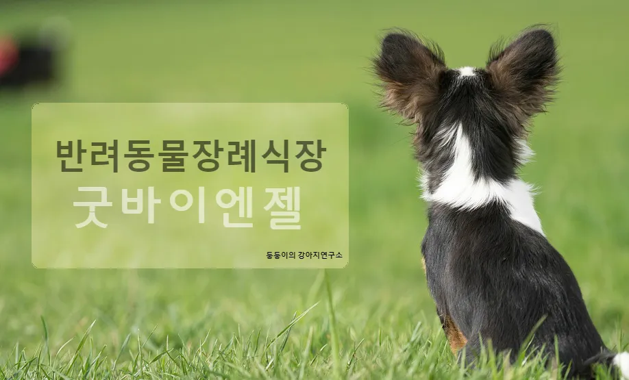 고양이 장례, 굿바이엔젤에서 마지막 인사 나누기