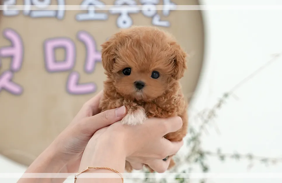 서울 말티푸 무료 입양: 미유펫에서 가족 찾기 — 사진 8