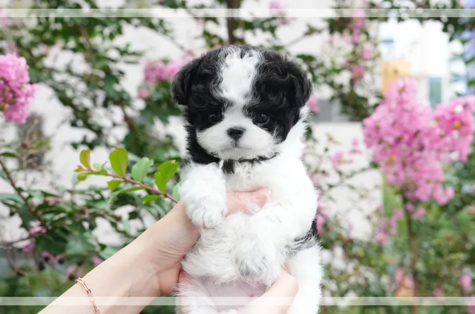 서울 말티푸 무료 입양: 미유펫에서 가족 찾기 — 사진 10
