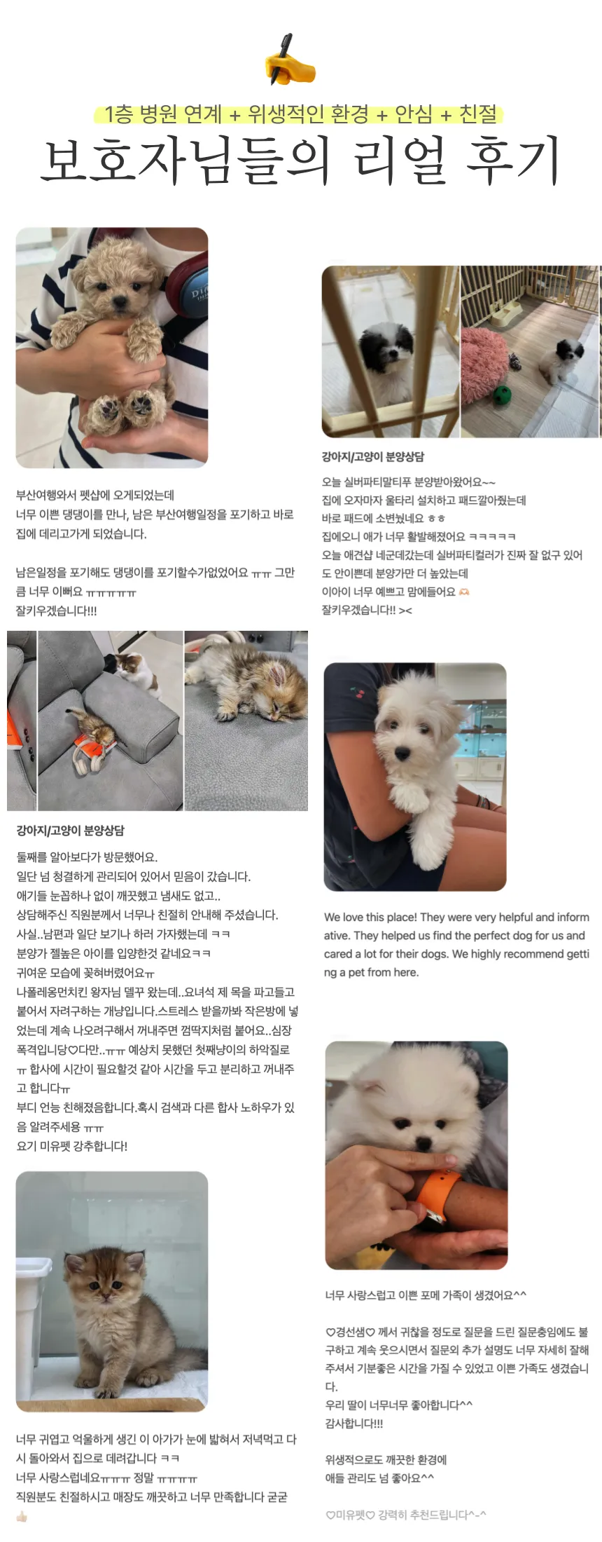 서울 말티푸 무료 입양: 미유펫에서 가족 찾기 — 사진 16