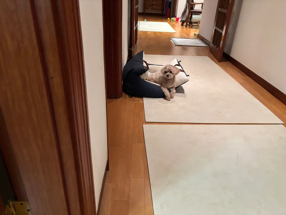 안양 강아지 방문훈련: 문제 행동 해결 후기 및 교육 방법