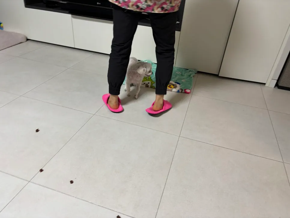 안양 강아지 방문훈련: 문제 행동 해결 후기 및 교육 방법 — 사진 4