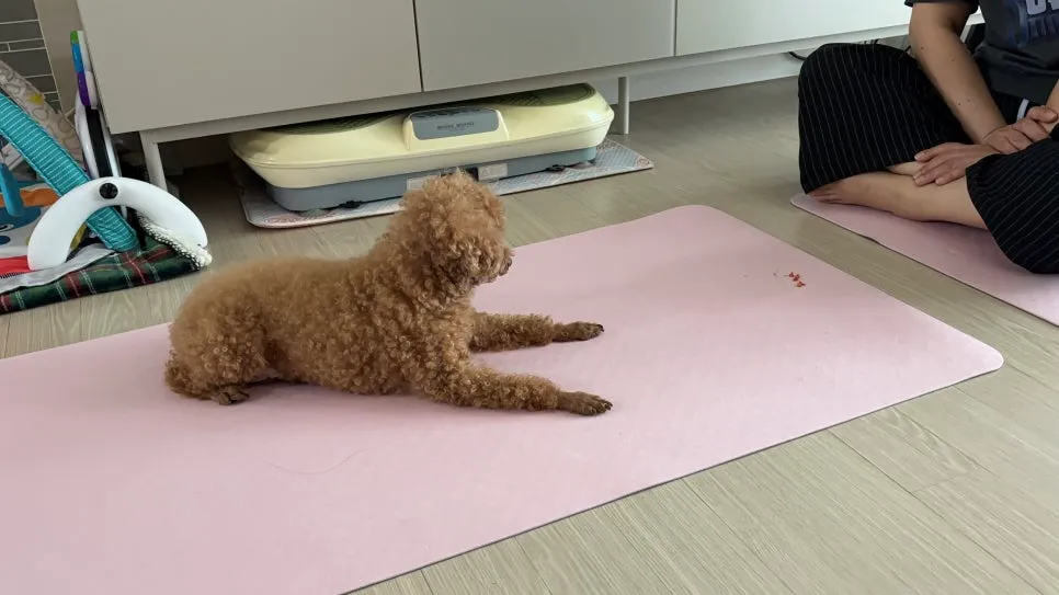 안양 강아지 방문훈련: 문제 행동 해결 후기 및 교육 방법 — 사진 6