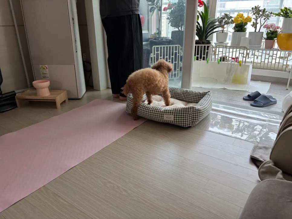 안양 강아지 방문훈련: 문제 행동 해결 후기 및 교육 방법 — 사진 7
