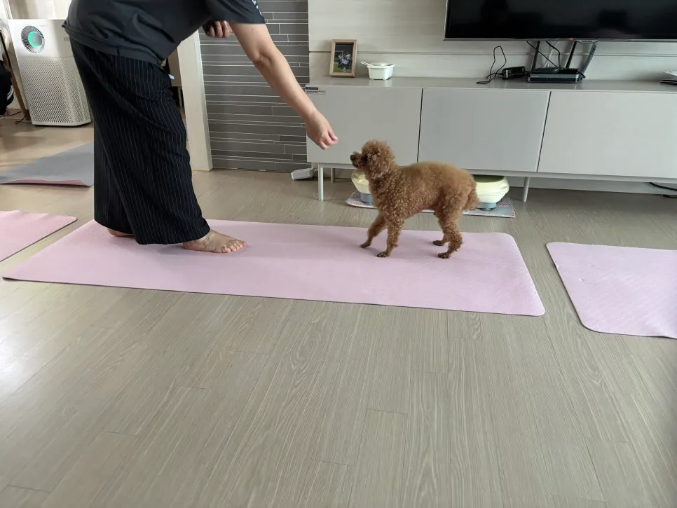 안양 강아지 방문훈련: 문제 행동 해결 후기 및 교육 방법 — 사진 8