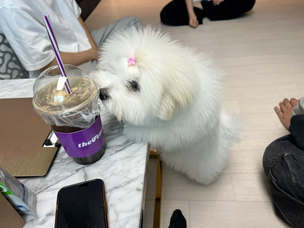 안양 강아지 방문훈련: 문제 행동 해결 후기 및 교육 방법 — 사진 17