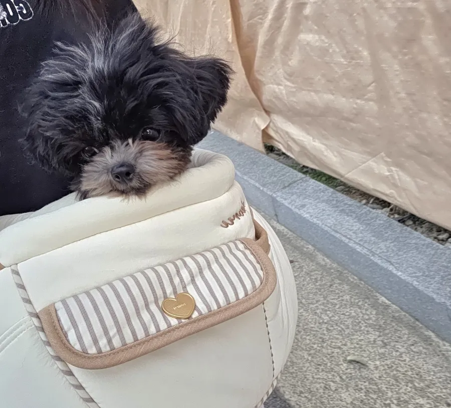 1kg 초소형견 중성화 및 전발치 비용과 회복 후기