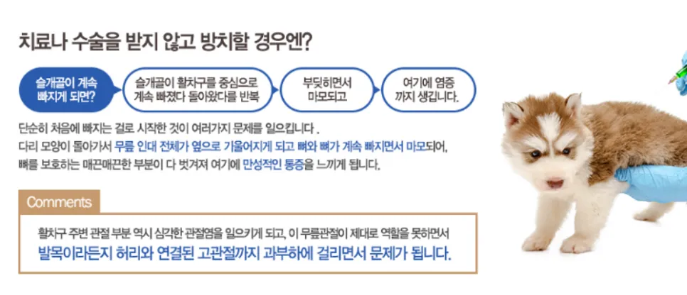 말티즈 슬개골 수술 후기: 2살 강아지 회복 과정 및 비용 — 사진 4
